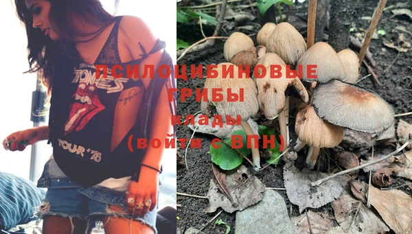 шишки Беломорск